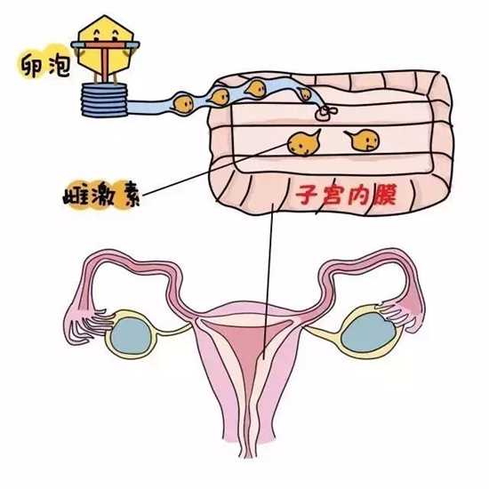 试管PGS技术适合哪些人？试管移植后吃什么有助于胚胎着床？